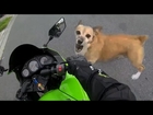 Angry Dogs Vs Bikers - WHEN DOGS ATTACK!! (Or Just Want to Say Hi)