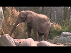 Happy Elephants !!! Documentary Animal and Nature