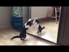 Kitten vs mirror for the first time - Wiske the cat!