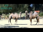 Funny Camels Сommercial. It's What You Do. GEICO Super Bowl commercial