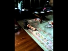 Cat gets playing with wrapping paper gets head stuck.. funny