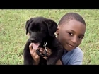 Canine's and Childhood Cancer' Study by American Humane Association