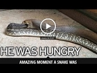 VIDEO: Poisonous Eastern Brown snake filmed swallowing a python (सापँ ने साँप को जिन्दा खाया )