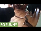 Tiny Dachshund wins epic tug-of-war battle against two Bernese Mountain dogs
