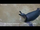 Bronx Zoo Little Penguin Chick