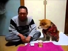 Dog prevents a man from drinking :)) haha