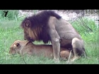 Sex In The Wild: Mating Lions - Big Cats - Wild Africa