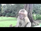 Sweet little long-tailed macaque