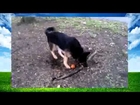 Dog Really Wants the Root
