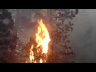 Tree aflame in French fire in Madera County