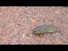 Why did the climbing perch cross the road?