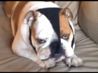 Dog Steals Thong Underwear From Owner, Hilarity Ensues - Funny Video of Grumpy Bulldog