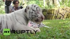 Indonesia: Meet the white and orange Bengal Tiger cubs born to the same mother