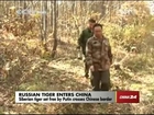 China tells Russia it will try best to ensure safety of Putin's tiger