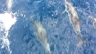 Dolphin Pod Escort Boat to Balearic Island