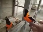 cool bird's sing a song