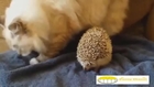 Funny Animals Videos 2014 part 3