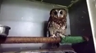 OWL you need is LOVE