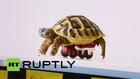 Germany: This turtle moves with LEGO wheelchair