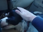 Petting The Puppy