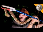KILLER Snake of Central America!