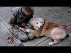 Soldier Coming Home; Dog's Reaction