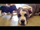 Cute Piglet Is Best Friends With Pit Bull Terrier Rescue Dog