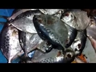 Sea Fish at Sugondha New Beach Road @ Cox's Bazar, Bangladesh