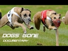 Greyhound Dog Racing ★ Dogs Gone ★ Documentary