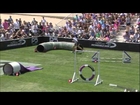 Small Dog Agility Winner - 2014 Purina® Pro Plan® Incredible Dog Challenge Western Regionals