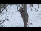 Gun-Deer Hunting License Sales Drop Dramatically from Last Year