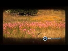 Western Extreme Mexico Mule Deer Hunt