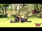 Doma India - A arte de encantar cavalos (Horse Yoga)