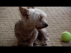 Dog - Yorkshire Terrier - WB250F Zoom Focus - SAM 0149