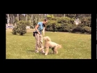 Learn some advanced dog training lessons and really cool dog tricks.