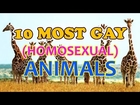 10 Most Gay Animals You Didn't Know ► Fresh List ◄