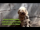 A severely matted poodle gets rescued and then makes a transformation of a lifetime!!! Please share