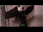 Toronto Zoo Giant Panda Gives Birth.