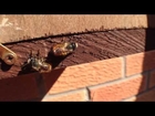 Mating red mason bees by Nurturing Nature