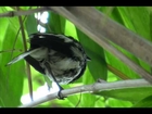 Song or Calls of Oriental Magpie-Robin  (Copsychus saularis)