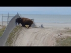 Bison attack caught on camera