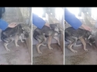 Heartbreaking  Abused Dog Screams As It Is Stroked For The Very First Time