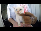 GoPro: Frozen Kitten Lives