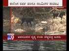 Dogs Attack King Cobra - TV9