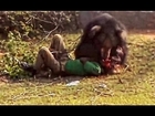*Most Brutal Bloody Vicious Animal Attacks-Most Shocking Wild Animal Attacks on Human 2016 (updated)