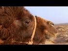 The Story Of The WEEPING CAMEL