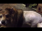 Cute Dog Gets UGLY Lion Haircut | What's Trending Now