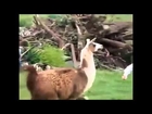 Funny Videos Of Funny Animals Compilation 2014 | NEW