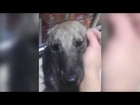 Abused Dog Feels For the First Time Petting Instead of Abusing