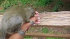 Lucky Pet Owner Plays With His Squirrel